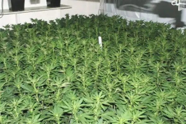 South Africa to legalize cultivation of medical marijuana in 2017